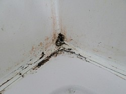 Landlord property, leaking seal around shower